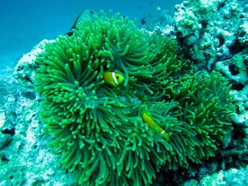 guraidhoo