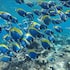 guraidhoo