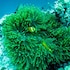 guraidhoo