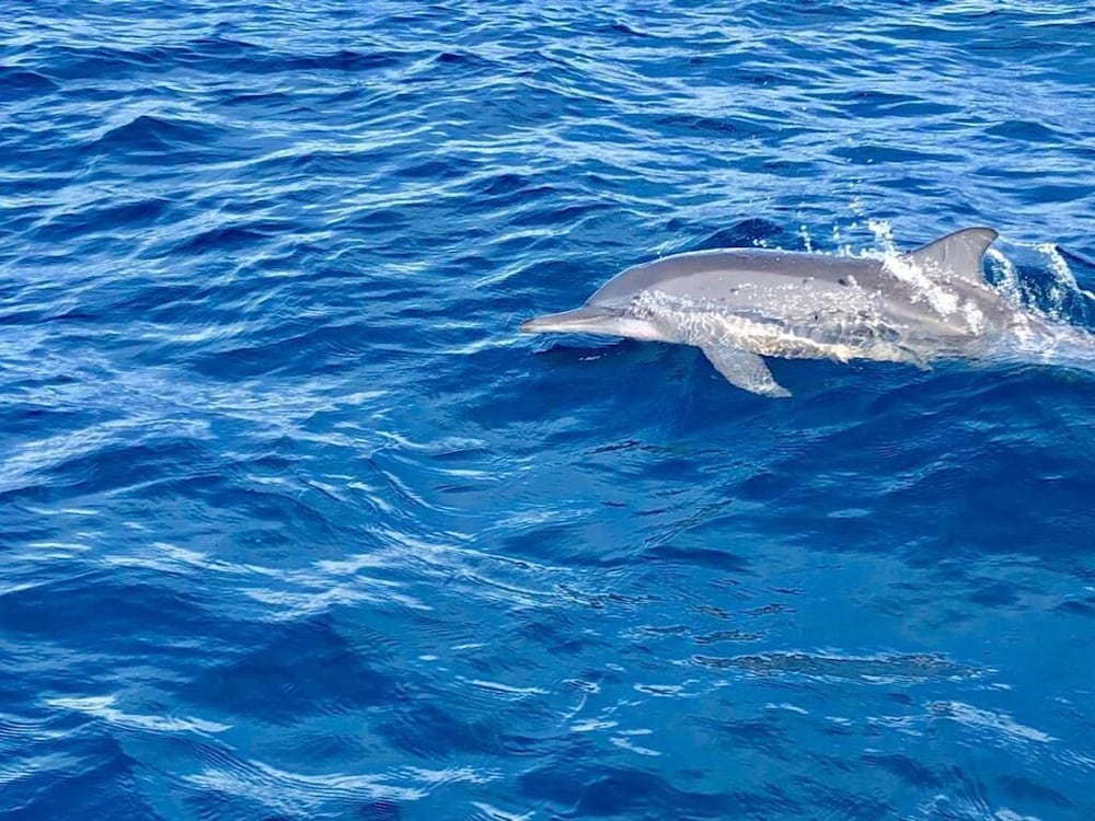 guraidhoo