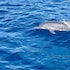 guraidhoo