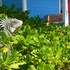sorobon luxury beach resort