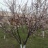 martuni