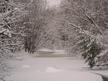 the maples at warner