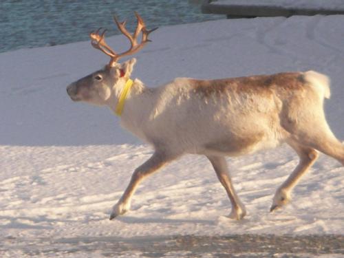 harstad