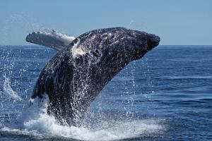 Sea Star Lodge,De Kelders>>Cape Town,5 star