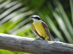 Morada Dos Ventos,Pipa Beach>>Pipa,3 star
