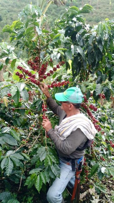 calarca