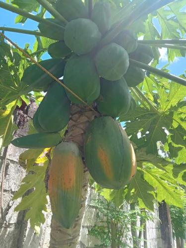 balai mariacaria pension house