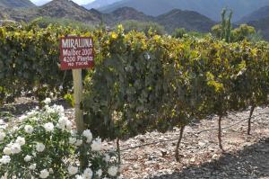 miraluna bodega boutique