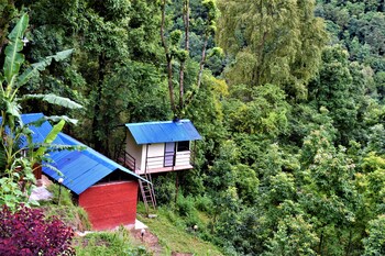 jungle crown organic homestay