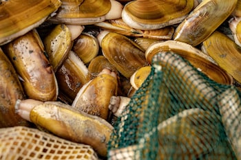 chateau westport resort