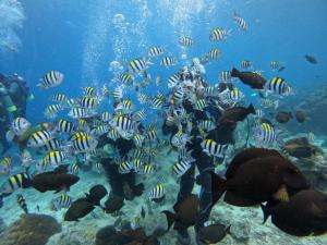 good viewing spot bandb