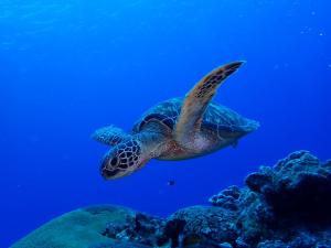 good viewing spot bandb