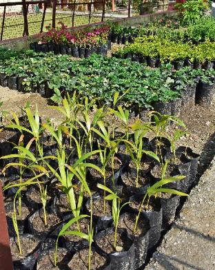 hanumanti river view resort