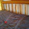 the ponderosa motel