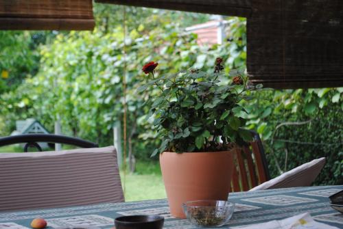 apartments bogdanovic