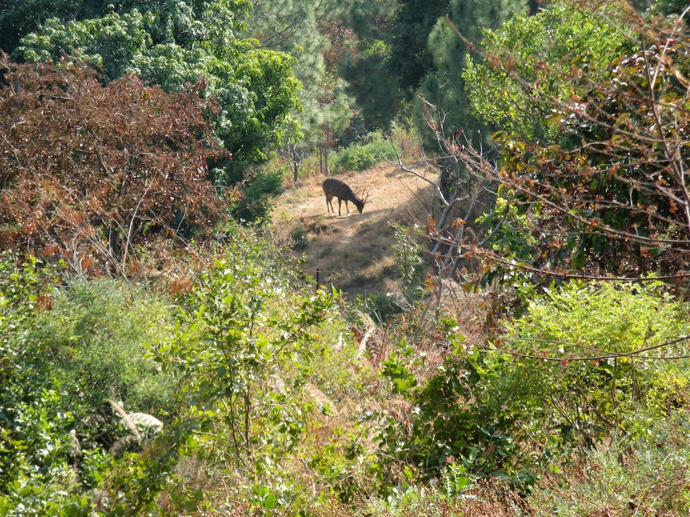 auranya the mystical himalayan retreat