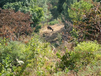 auranya the mystical himalayan retreat