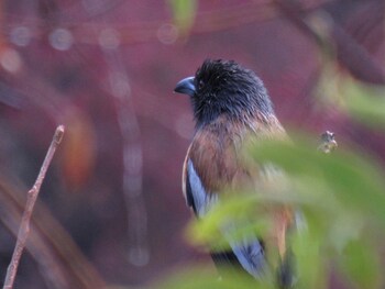 auranya the mystical himalayan retreat