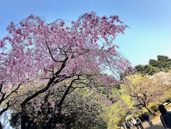 apa hotel roppongi six