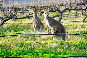 lovedale