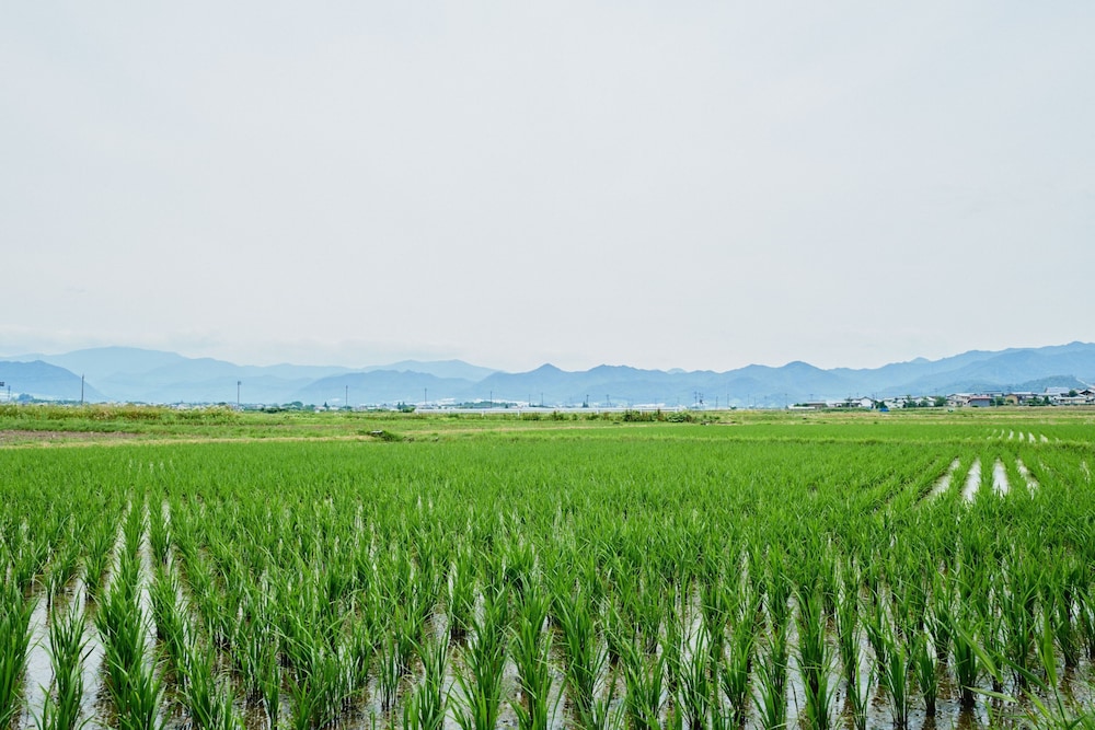 sagiya sensorai