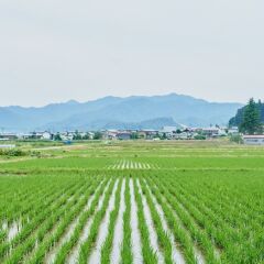 yamagata