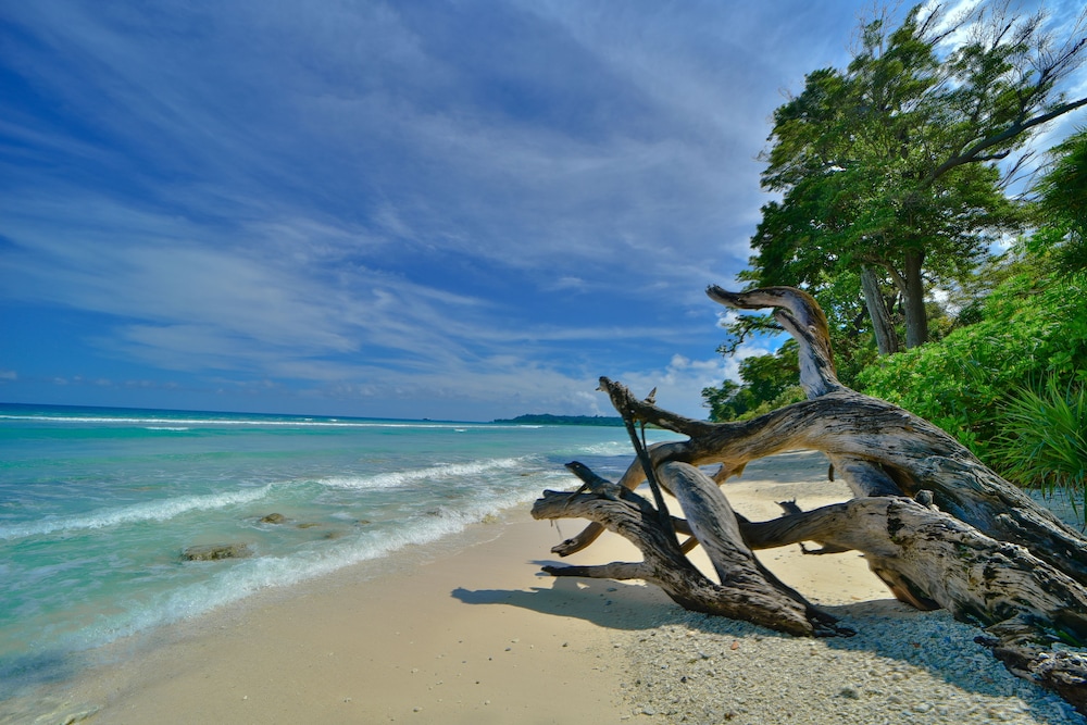 sea shell samssara