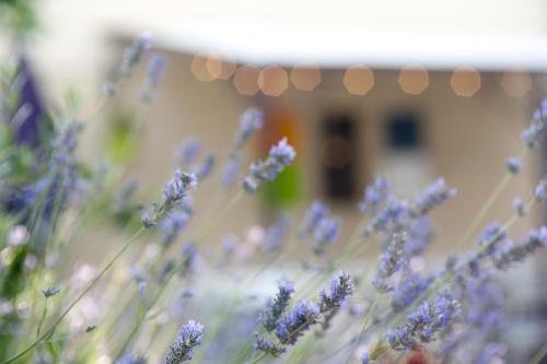 chateauneuf du rhone