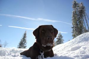 alpenschlossl in soll tirol