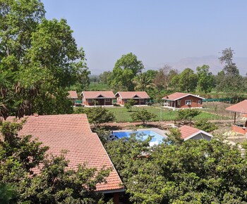 mango tree farm