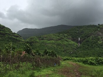 mango tree farm