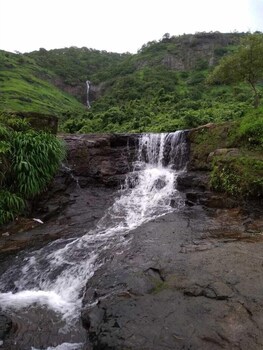 mango tree farm
