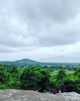 mango tree farm