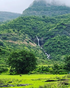 mango tree farm