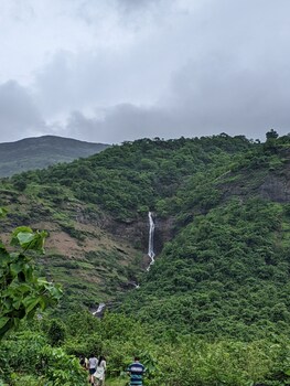 mango tree farm