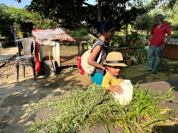 mango tree farm