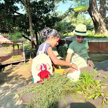 mango tree farm