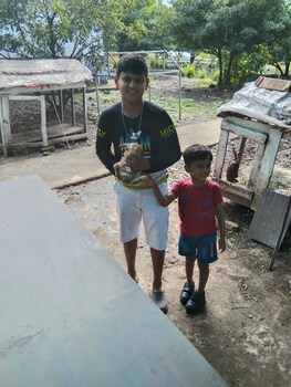 mango tree farm