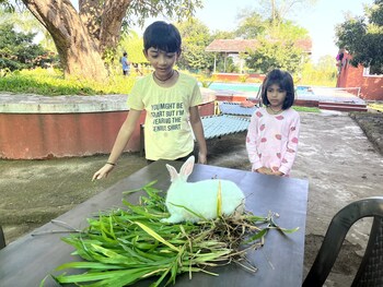 mango tree farm