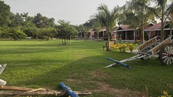 mango tree farm