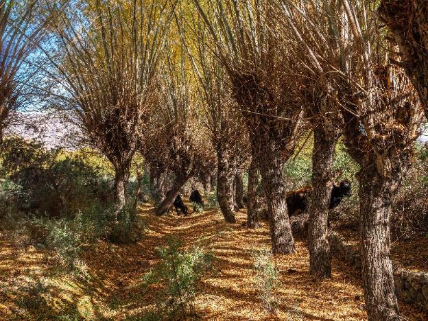 le mentok wellness resort