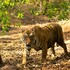chimur tiger resort at tadoba