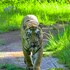 chimur tiger resort at tadoba