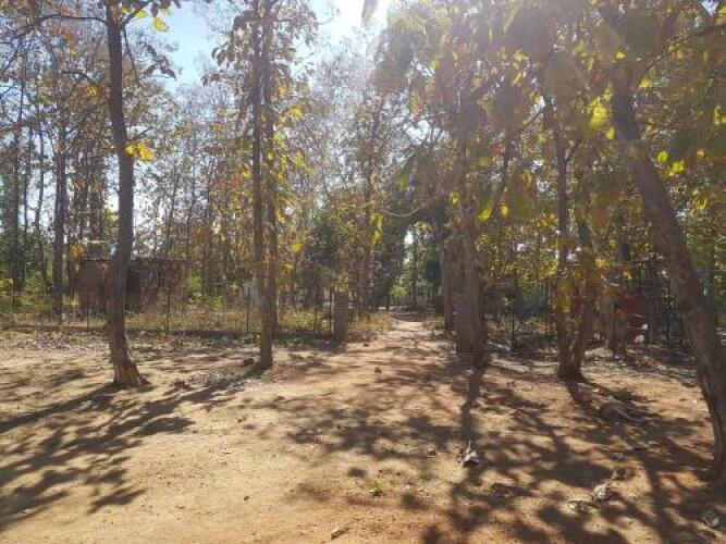 chimur tiger resort at tadoba