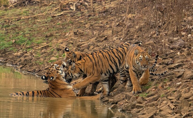 chimur tiger resort at tadoba