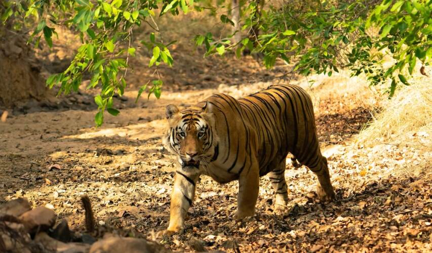 chimur tiger resort at tadoba