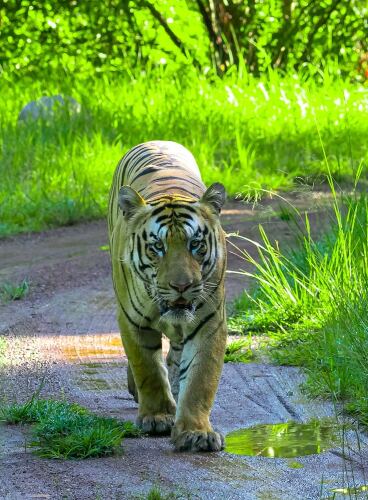 chimur tiger resort at tadoba
