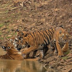 chimur tiger resort at tadoba